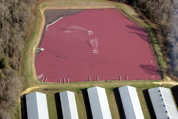 Swine houses and a waste pit at a North Carolina factory farm. (Photo credit: Waterkeeper Alliance)