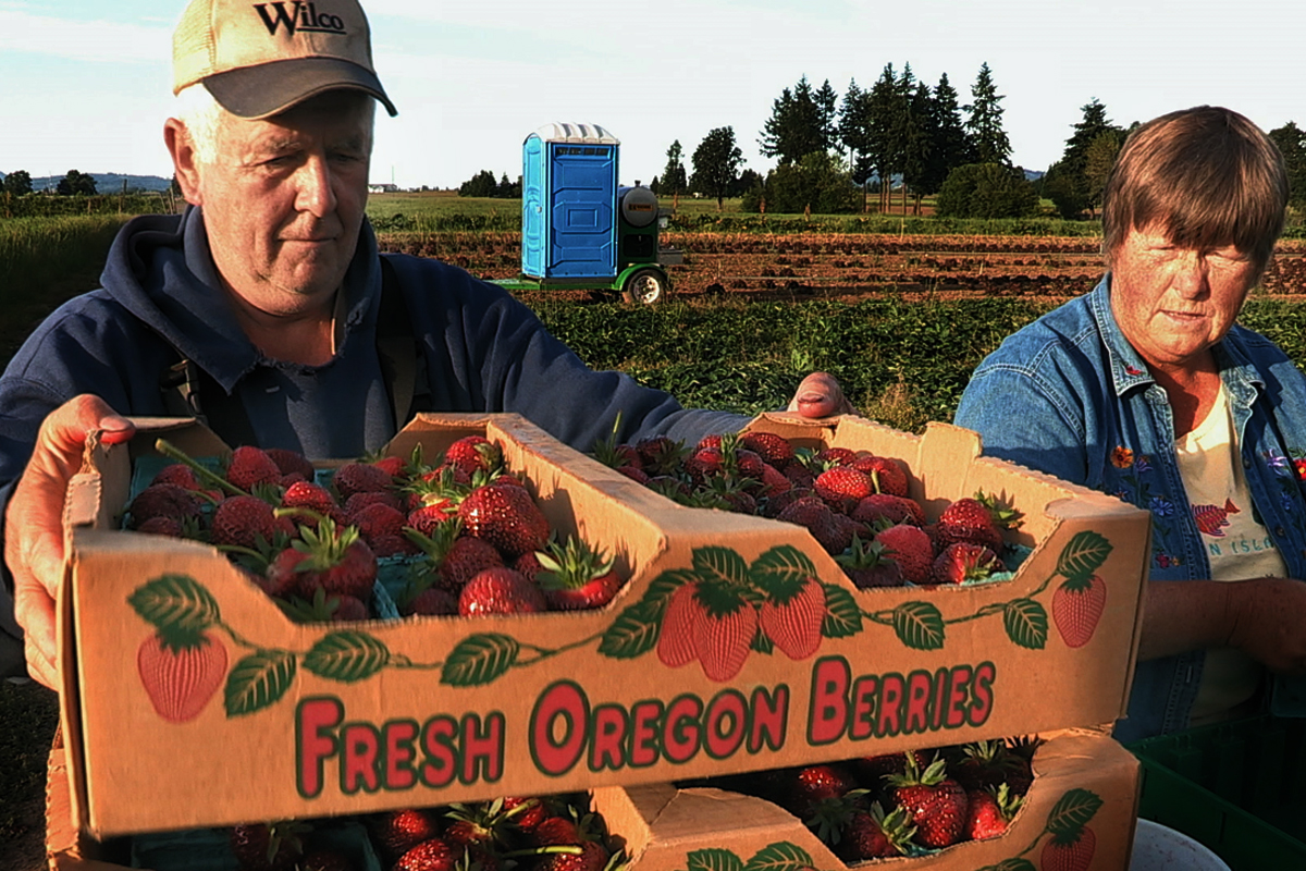 Vicki & Charlie Hertel picking Strawberries at Sun Gold Farm