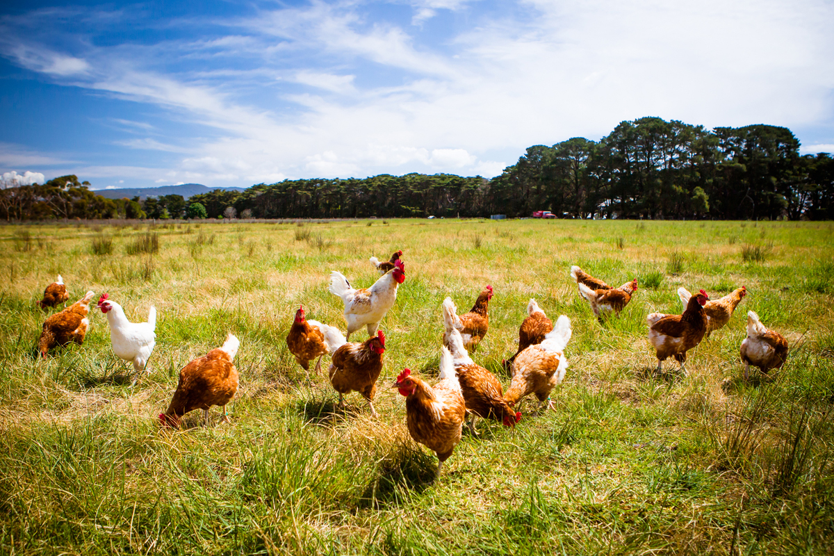 happy hens pecking in a farm field