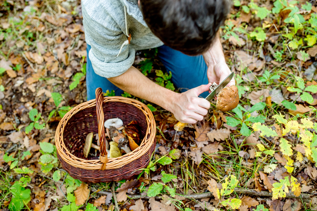 urban foraging for mushrooms