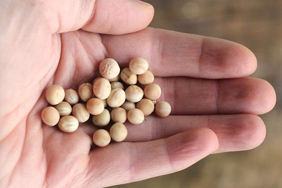 handful of yellow peas