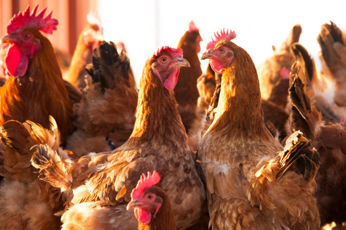 Frank Reese's heritage chickens at Good Shepherd Poultry. (Photo credit: Jim Turner)