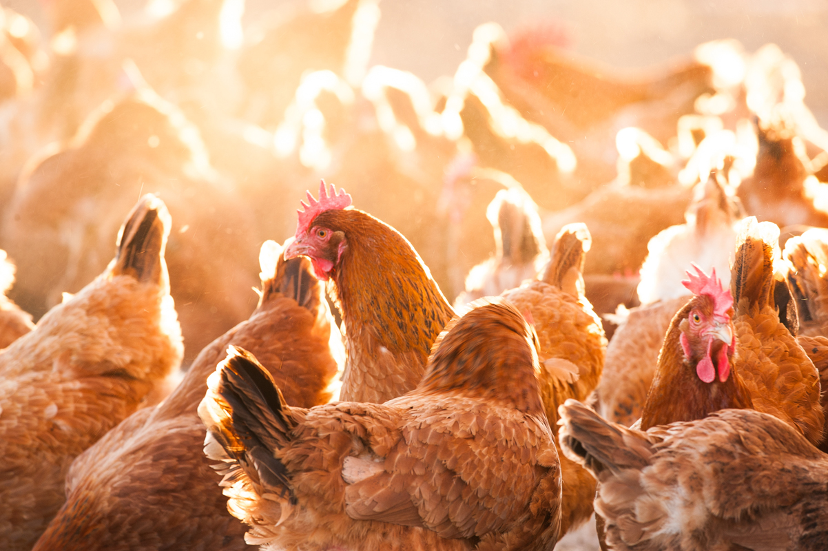 Frank Reese's heritage chickens at Good Shepherd Poultry. (Photo credit: Jim Turner)