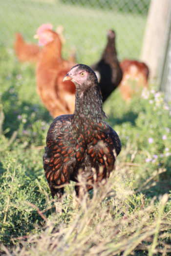 Heritage hens foraging at Good Shepherd Poultry Ranch. (Photo courtesy of Heritage Foods USA)