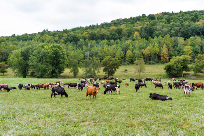 Some of Engelbert Farms' cows. (Photo courtesy of Organic Valley)