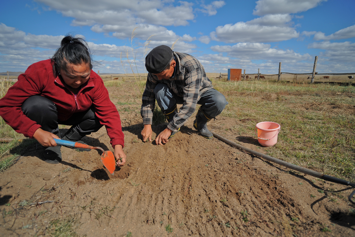 Herders cultivating fodder or animal feed that is more resilient to extreme weather changes, using plants that adapt to droughts. The Strengthening Carbon Financing for Regional Grassland Management is promoting climate smart agricultural activities. (Photo credit: Asian Development Bank)