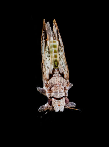 A citrus psyllid adult. (Photo by the USGS Bee Inventory and Monitoring Lab)