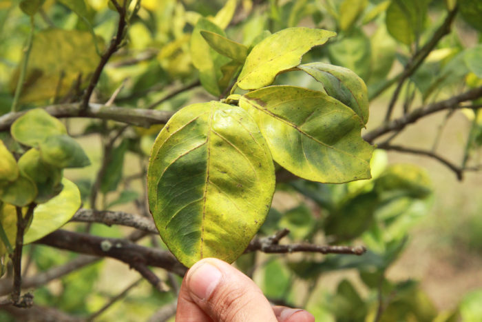 A citrus leaf infected with citrus greening or huanglongbing.