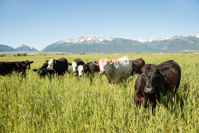 Cows in the field (Photo © John Valls)