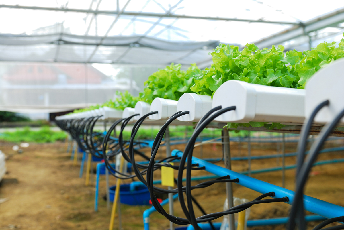 hydroponic growing plants in a greenhouse