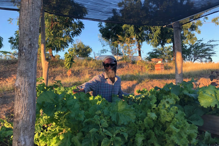 Jorge tends to lettuce grown under a shade net with beehives in the background. (Photo © Sarah Sax)