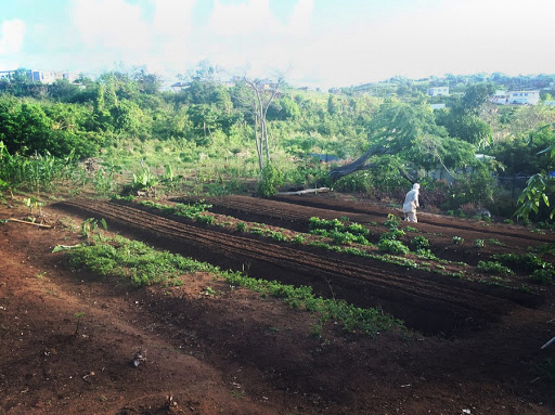 A view of the farm's double-dug beds. (Photo courtesy of Finca Conciencia)