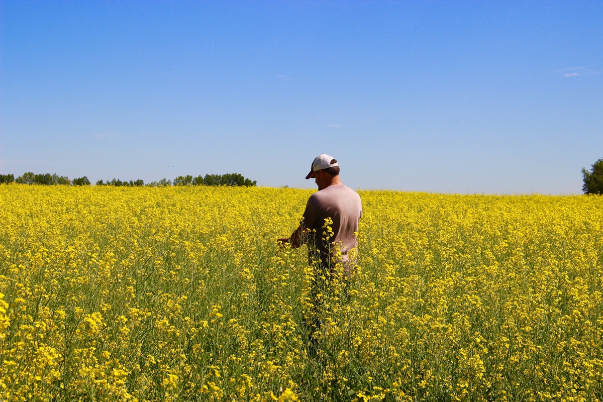 farmer in a canola field checking his crop