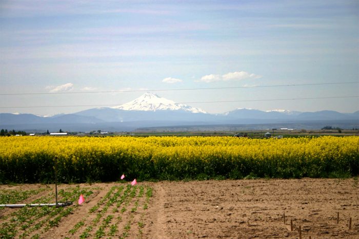 canola field in oregon's willamette valley