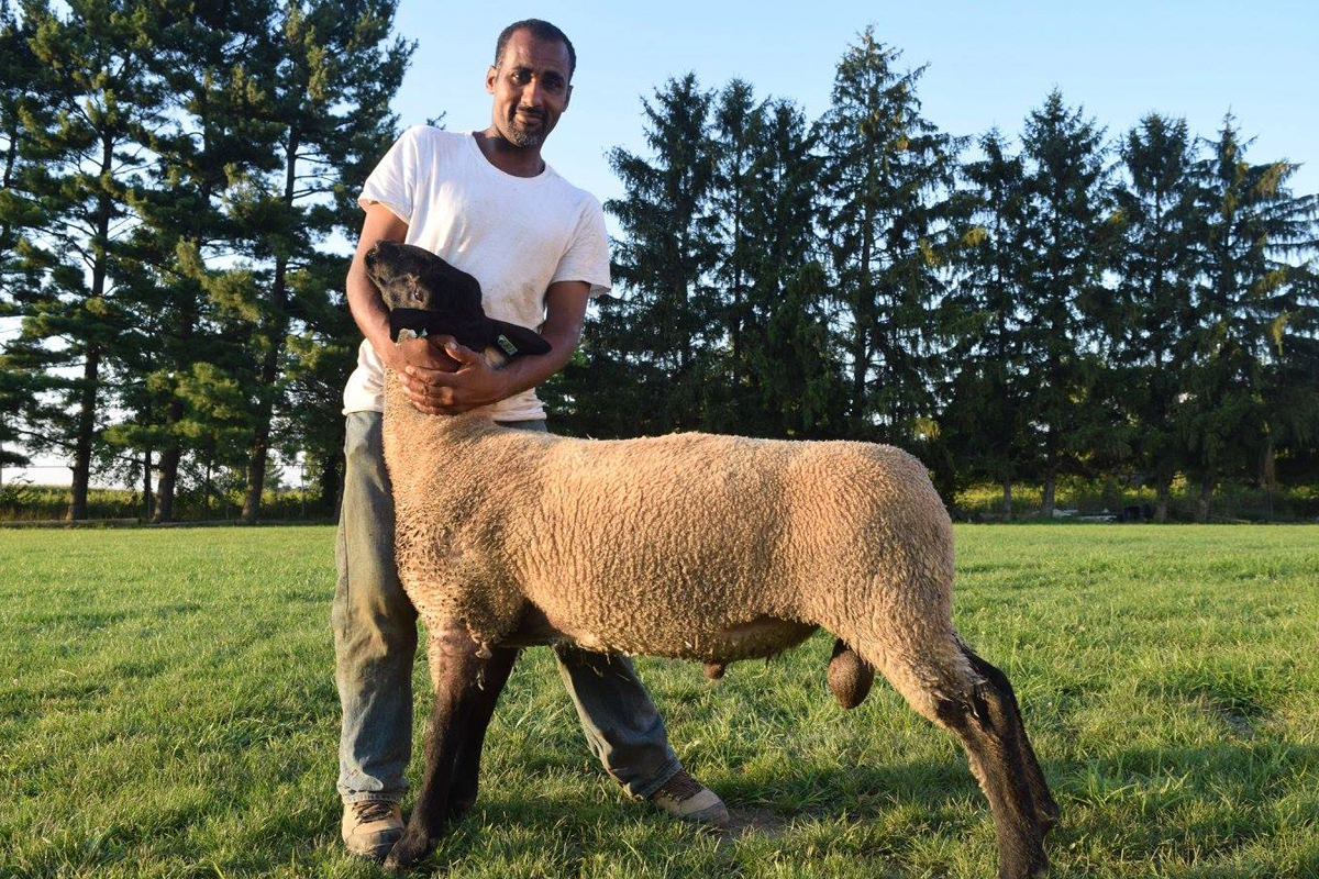 fram with a sheep on his halal farm and slaughtering operation