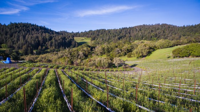 One of the grapevines that Herrera farms. (Photo credit: Rocco Ceselin)