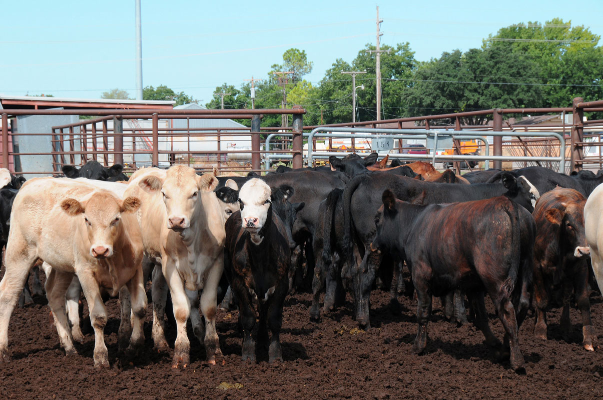 Cattle in an Oklahoma feedlot. (USDA photo by Alice Welch)