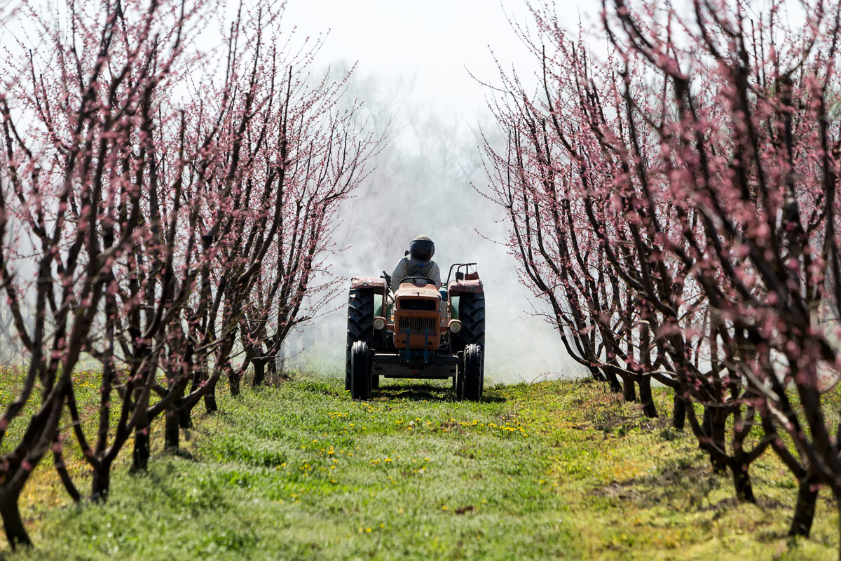 spraying an orchard farm with a tractor