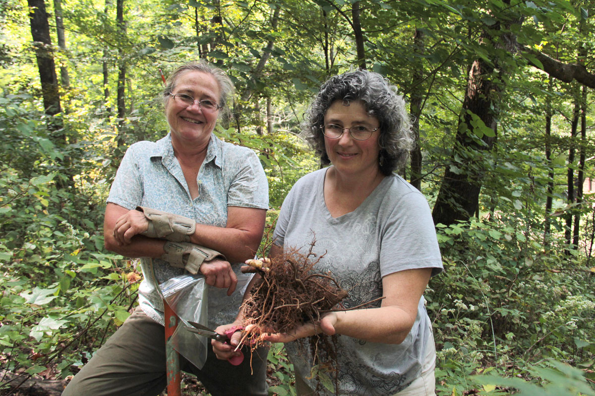 Landowners harvesting black cohosh. (Photo by Priya Jaishanker for Appalachian Forest Farmers.)