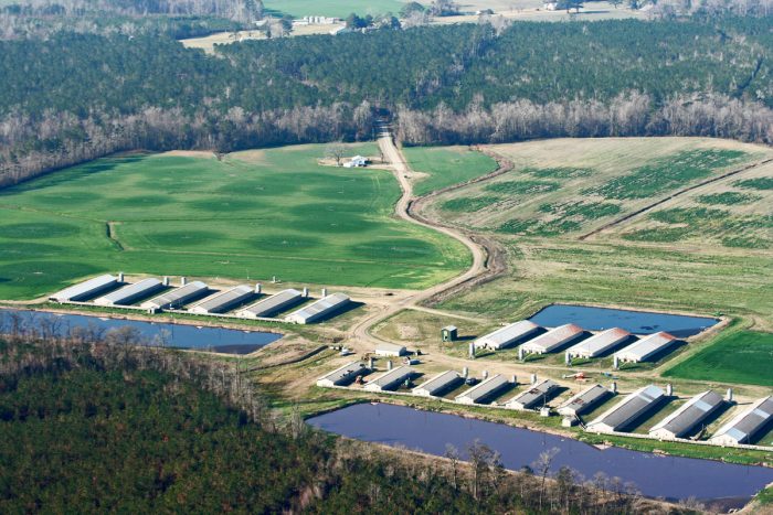 A hog cafo along in North Carolina.