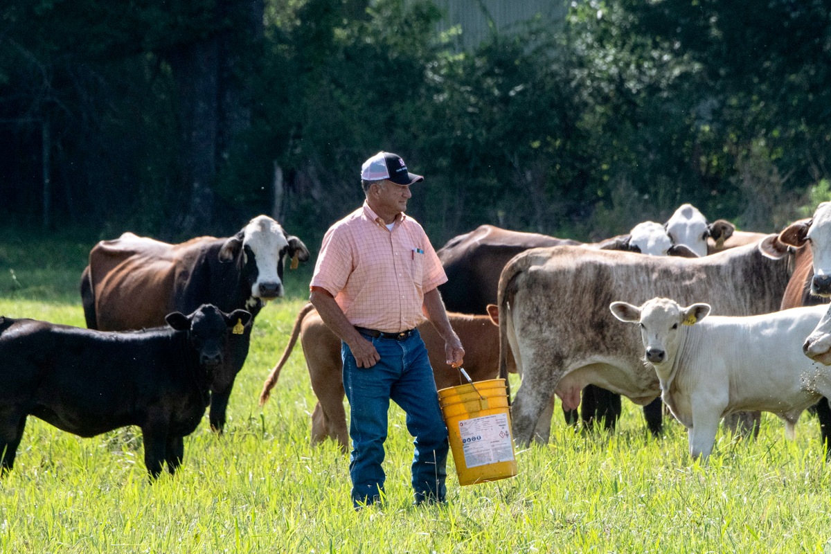 Rancher inspecting is pastured cattle. USDA Photo by Lance Cheung.