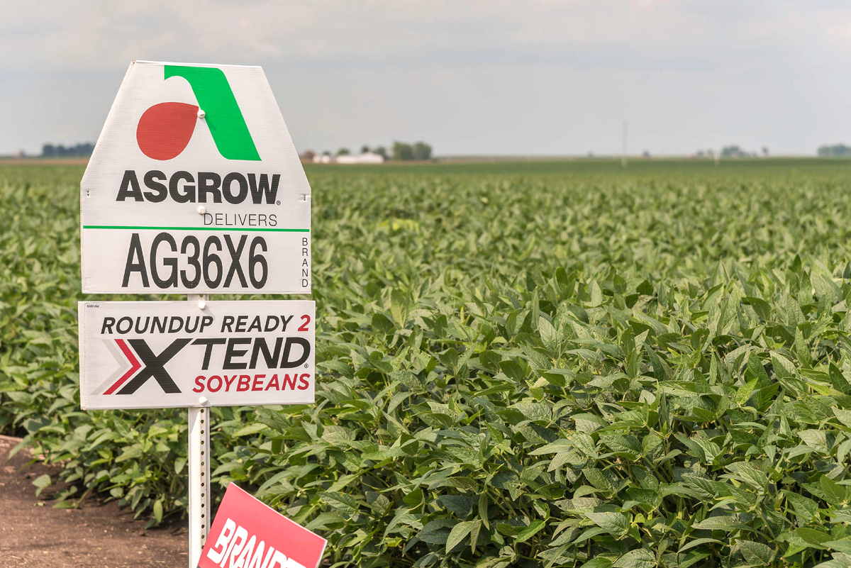 A sign posted in a field of Roundup Ready, dicamba-resistant soybeans.