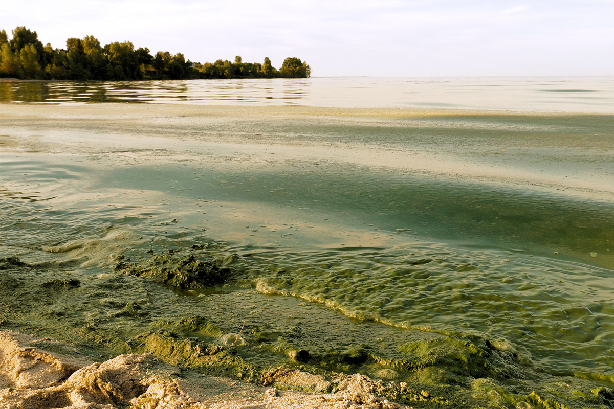 lake erie during a toxic algal bloom as a result of agricultural runoff