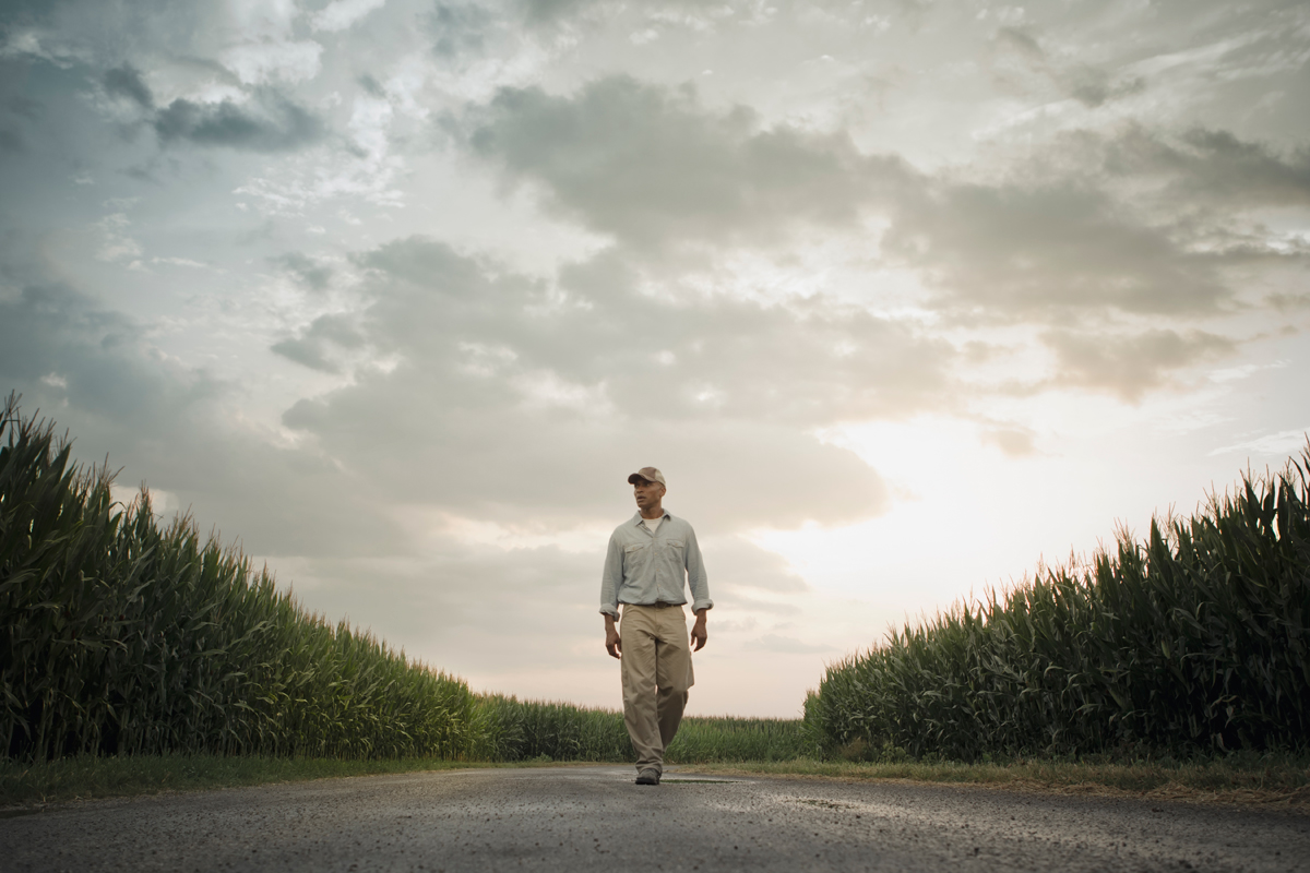 a farmer walks in a cornfield contemplating whether to spray glyphosate, dicamba, or one of three other herbicides in a new corn variety proposed by Bayer/Monsanto