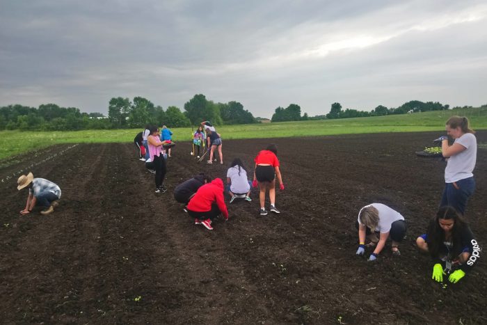 Planting seedlings in southeast Minnesota.