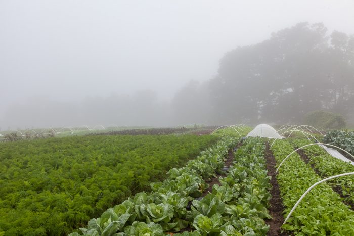 Tightly maintained rows of vegetables at Woven Roots.