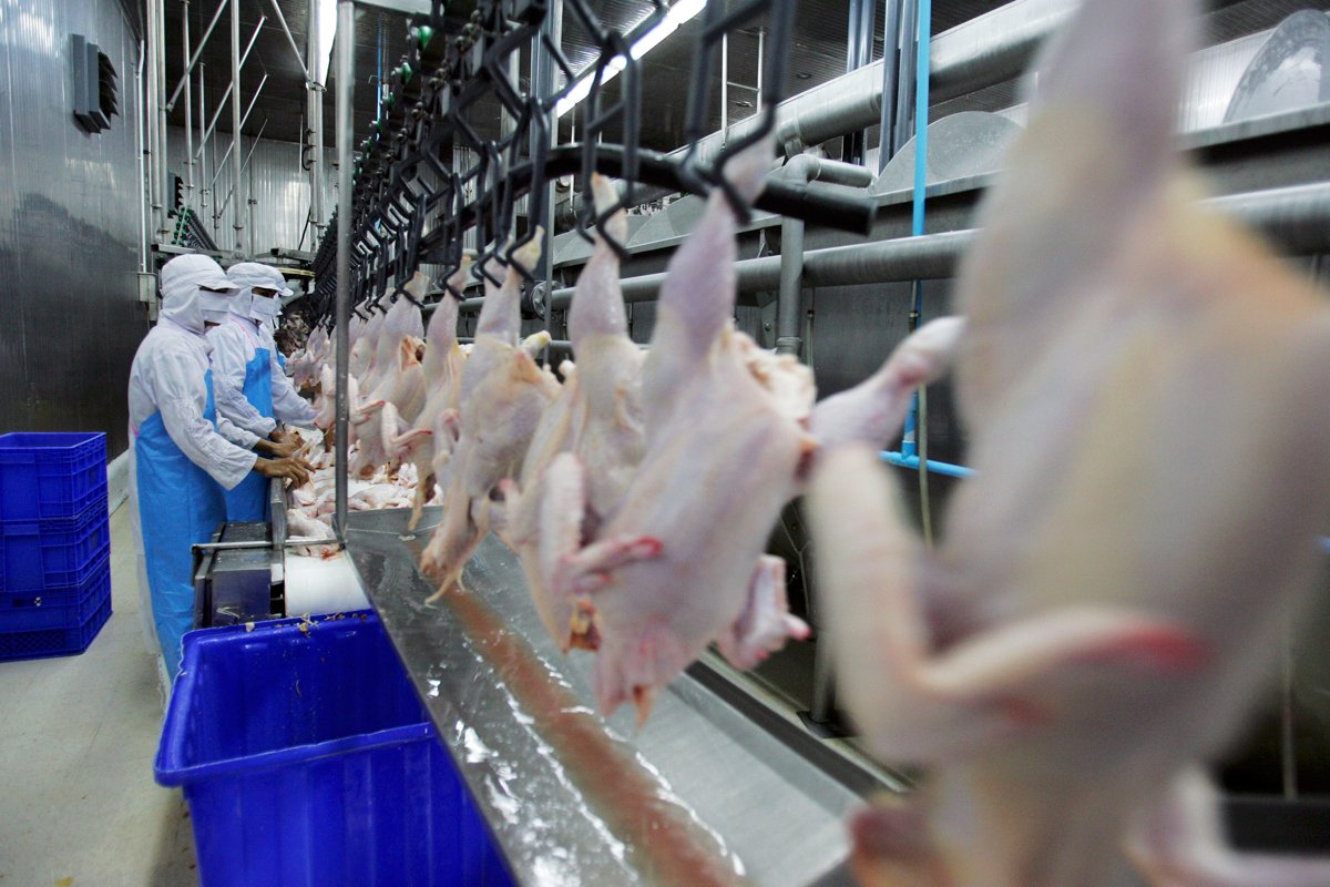 food workers at a poultry processing plant watch chickens go by as line speeds accelerate