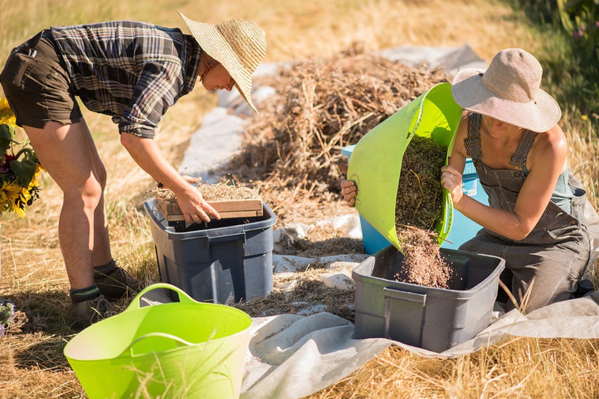 Organic Seed Alliance's field crew cleans organic spinach seed at the organization's research farm in Chimcum, Washington. Photo credit: Shawn Linehan.