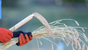 hands holding a wheat thresher and freshly cut local wheat