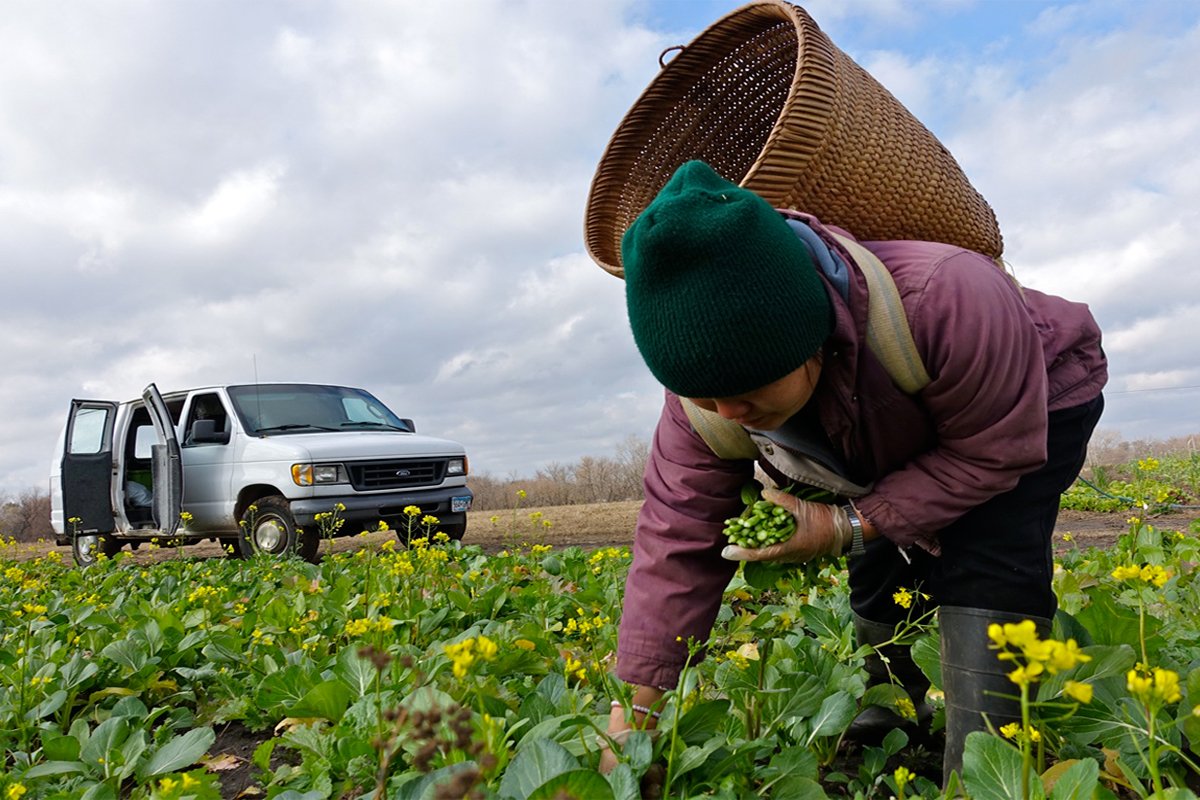 A Hmong farmer picking crops in the farm field. (Photo credit Mike Hazard / HAFA)