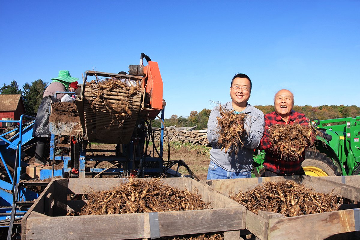 Will Hsu (left), with his father Paul, harvesting Ginseng. (Photo courtesy of Hsu Ginseng Enterprise)