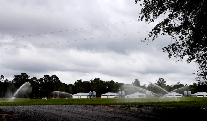 Industrial swine farms periodically apply hog waste to “sprayfields” of feed crops with high-pressure guns to prevent the waste lagoons from overflowing. (Photo credit: Waterkeeper Alliance)