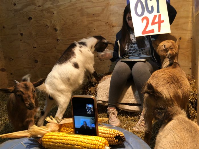 Organizers Micah McCutchan (in-person) and Katelyn Sethi (on phone) host their virtual voter information event "Goat Out the Vote," where voter information is shared live from a goat barn with participants on Zoom.