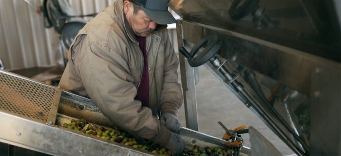 Processing olives into olive oil at the Yocha Dehe Wintun Nation's Séka Hills facility.