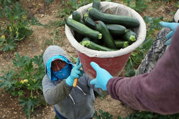 Farm workers harvest zucchini on the Sam Accursio & Son's Farm in Florida City, Florida. (Photo credit: Joe Raedle/Getty Images)