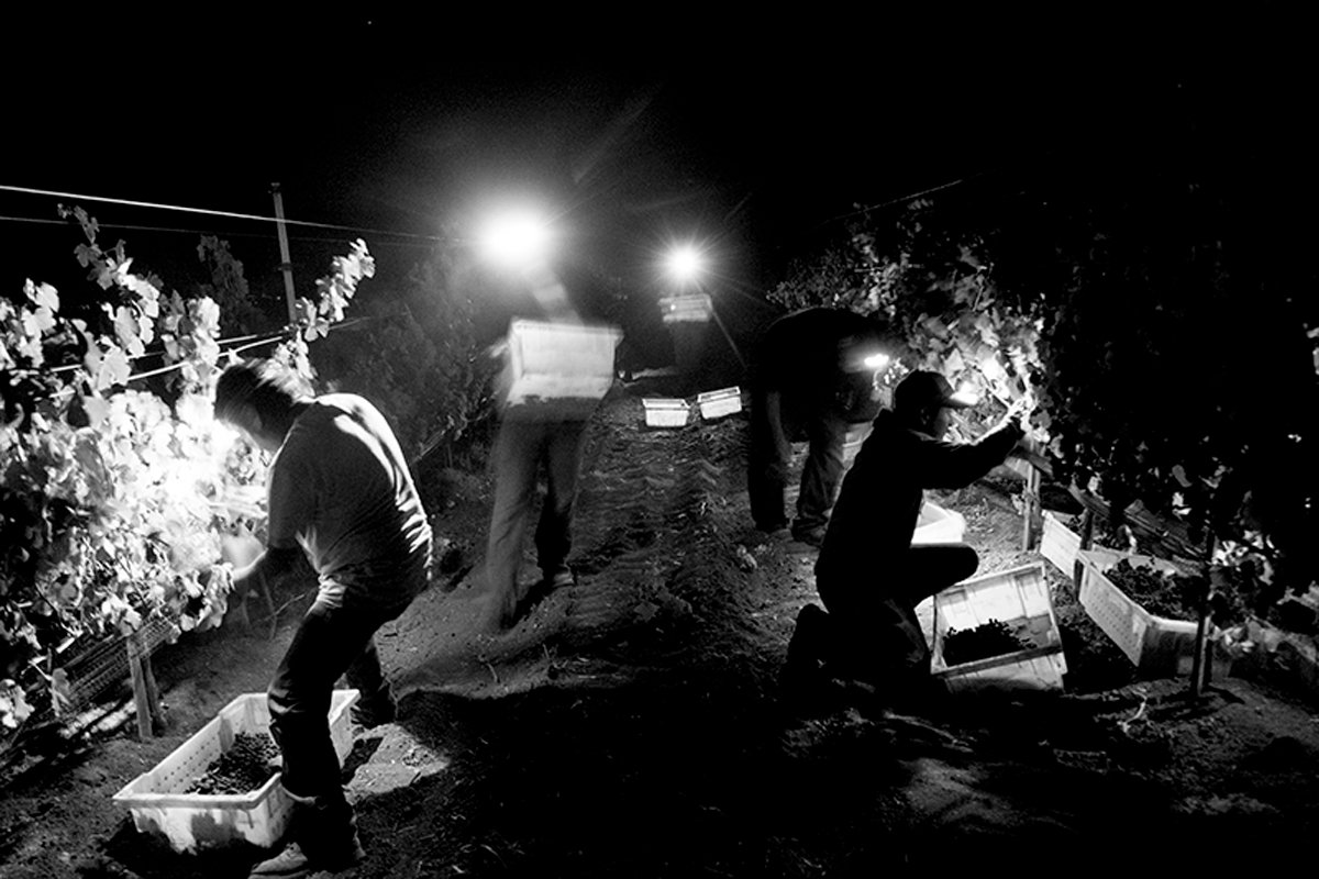 Nighttime harvesting grapes at Stolpman Vineyars. (Photo credit: Stolpman Vineyards)