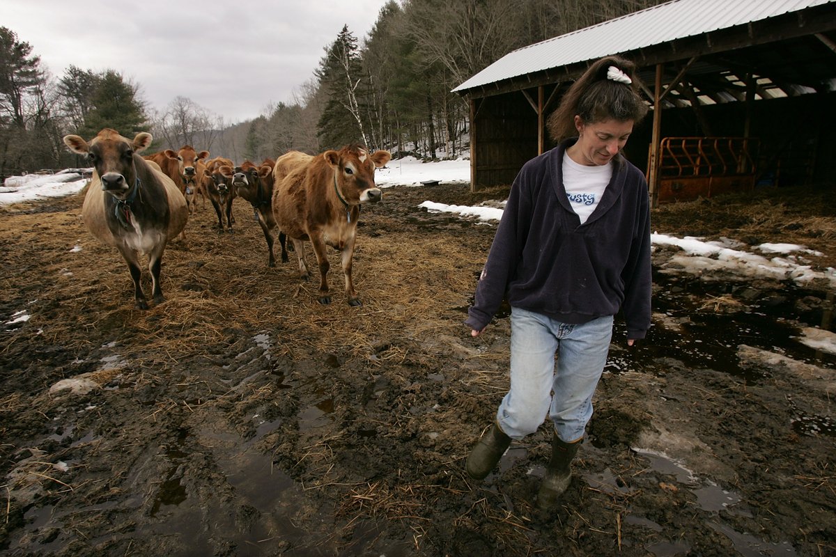 Dairy farmer Lisa Kaiman walks with a herd of heifers on her 33 acre farm March 27, 2007 in Chester, Vermont. (Photo by Spencer Platt/Getty Images)