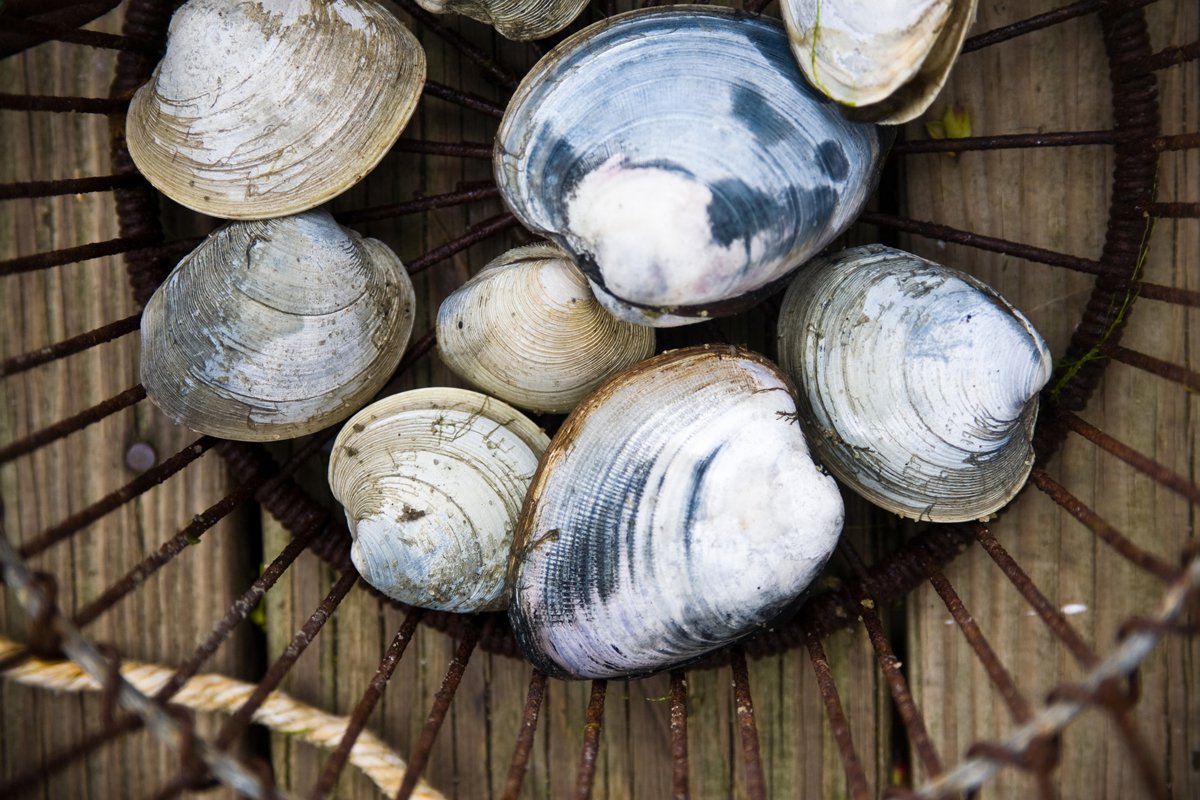 Freshly caught and harvested Quahog clams from Cape Cod.