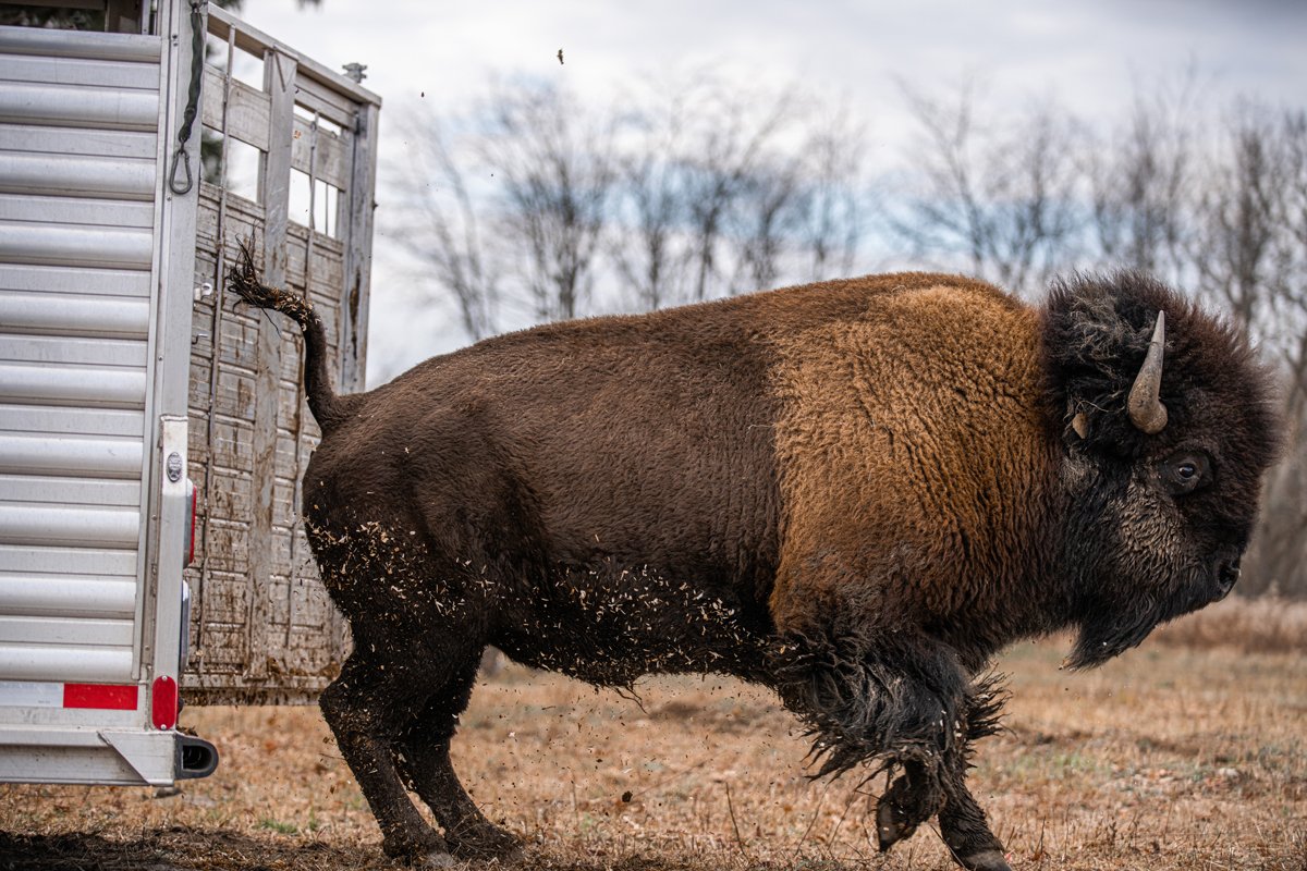 On November 8, 2020, Gakwi:yo:h Farms relocated their wild bison herd to Ohi:yo' at the Sunfish flats in Allegany, a sprawling 300-acre plot of land where the bison may roam freely. (Photo courtesy of Seneca Media & Communications Center)