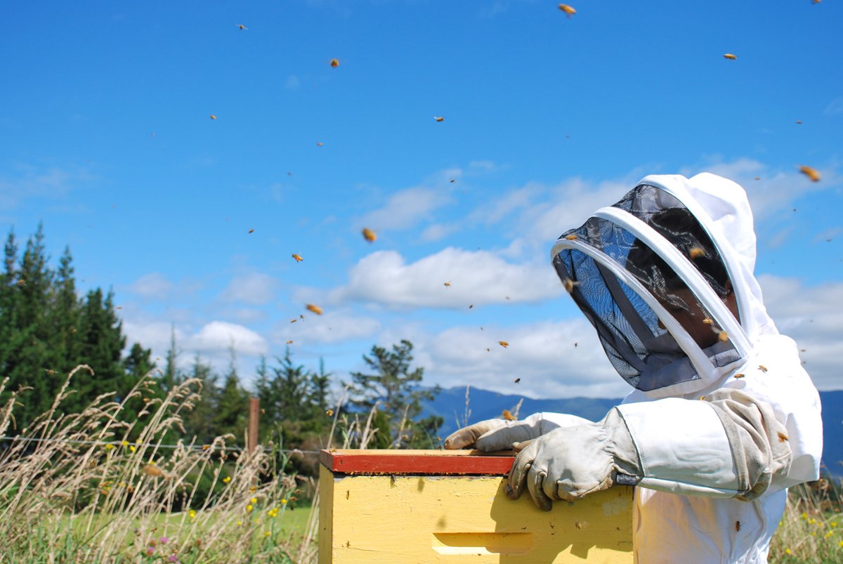 beekeeper releasing bees in a farm field, which is no doubt littered with neonicotinoid pesticides