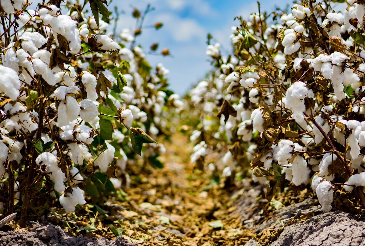 Fields of organic cotton