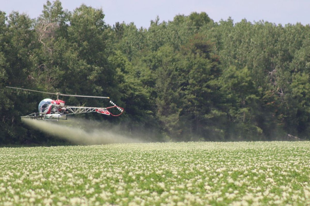 A helicopter sprays pesticides on a potato field owned by RD Offutt in Minnesota's Pineland Sands region. (Photo credit: EWG)