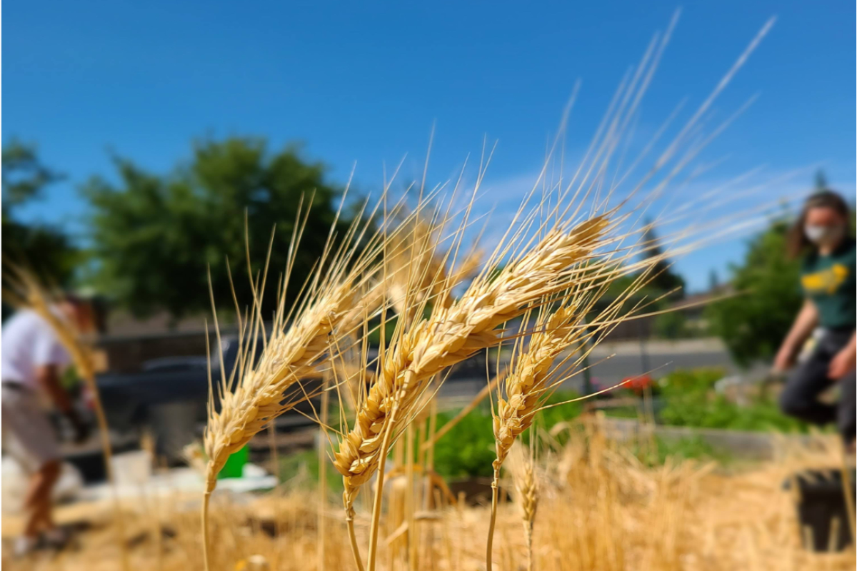 Harvesting Hard Red Spring wheat variety Summit 515 at Whitehead Elementary school in Woodland, California – the second school to grow wheat as part of the Wheat 2 Schools project.