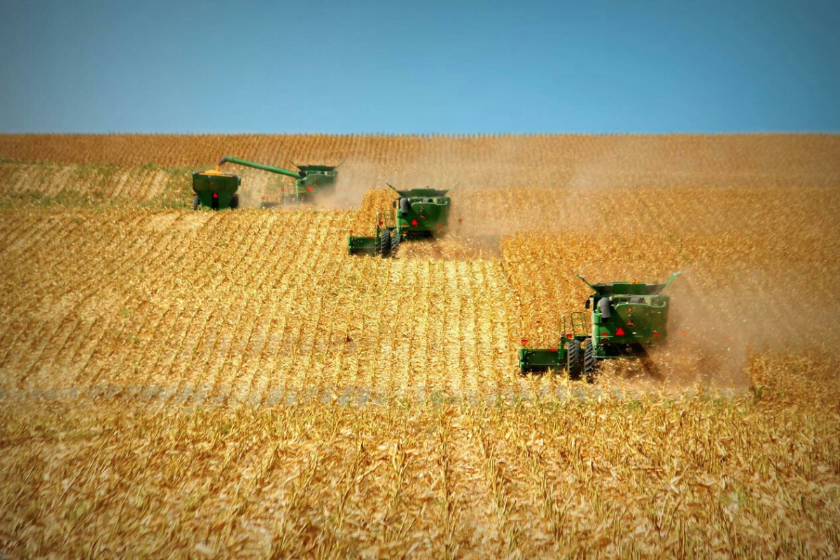 Combines Harvesting Corn On Field Against Clear Sky