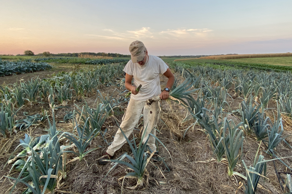 Henry Brockman harvesting leeks in the upper fields at Henry's Farm in the heat of an October dusk.