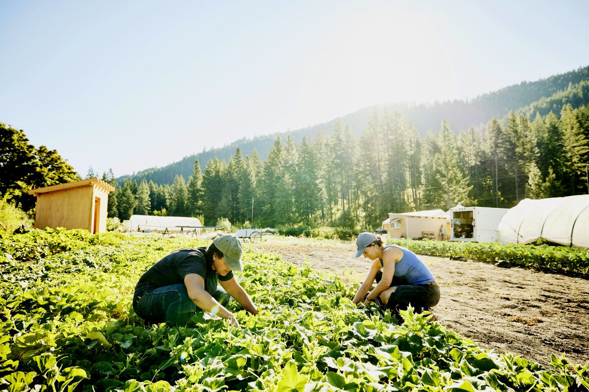 Female farmers harvesting organic heirloom cucumbers on summer morning